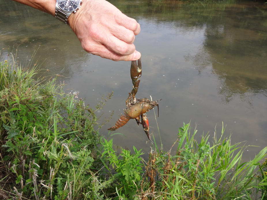 Thames Water Answers WASP Questions at AGM